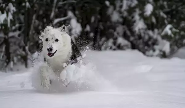  Куче с артрит в снега 