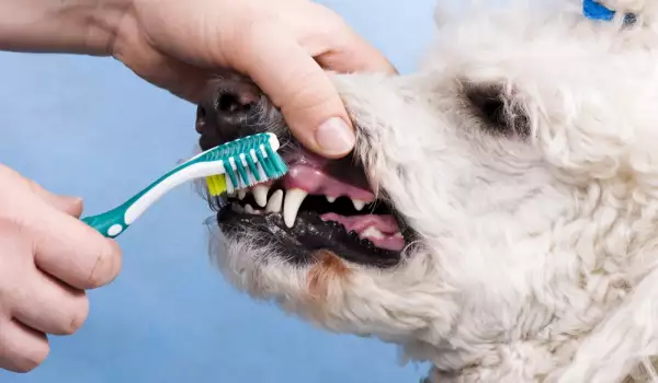 Мийте зъбите на кучето против кариеси