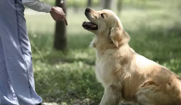 Защо кучето е хиперактивно?