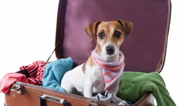 Пътуване с кучето в чужбина