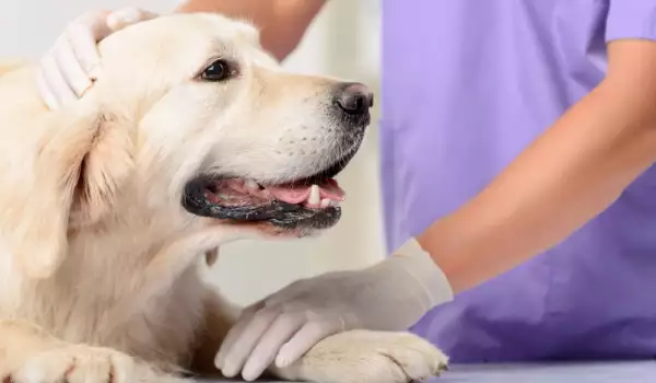 Лечение на кератит при кучетата