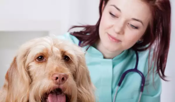  Симптоми на кучешки артрит 