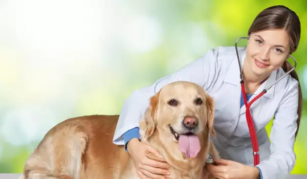  Очни болести при кучетата 