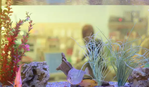  Водата в аквариума е чиста с помощта на скаридите 