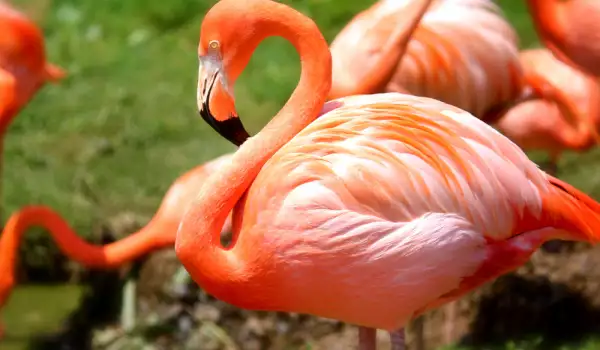 Розово Фламинго