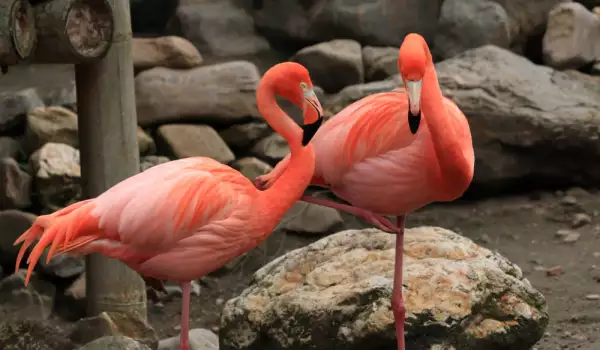 Двойка розови фламингота