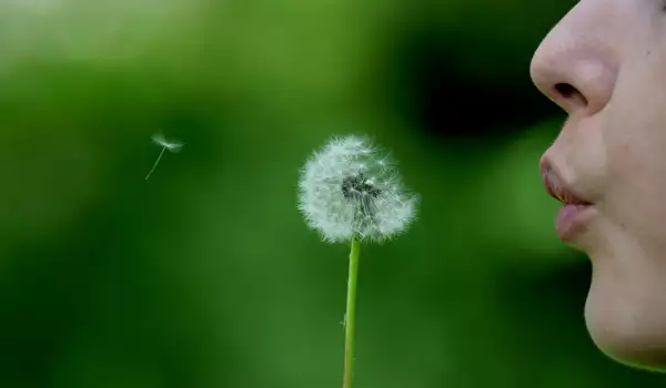 Blow a dandelion to make your wish come true