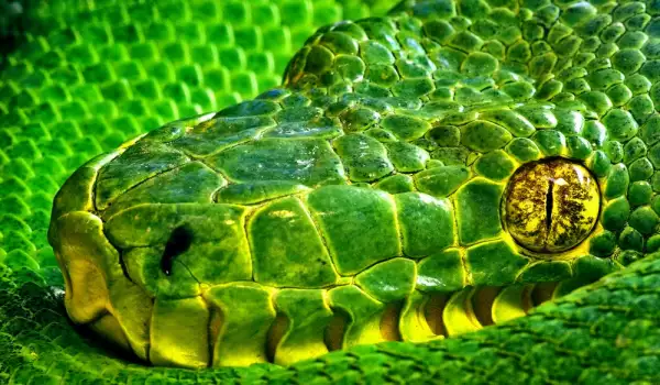 Green snake in a dream
