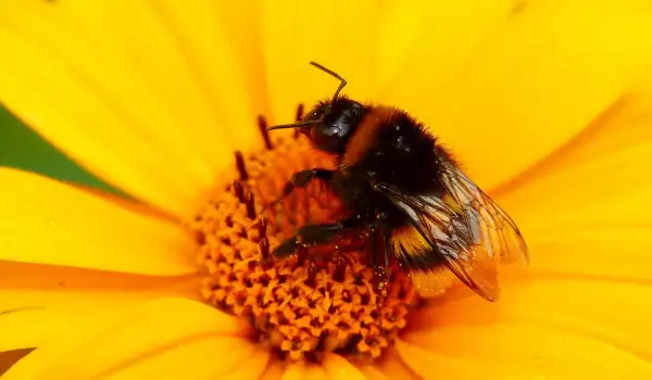  Земни пчели 