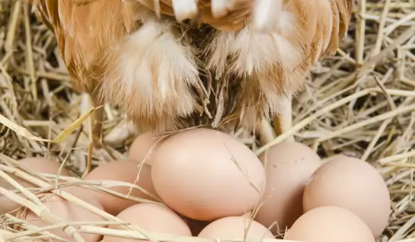 Защо кокошките си кълват яйцата