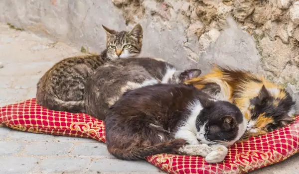  Помощ за бездомните котки през зимата 