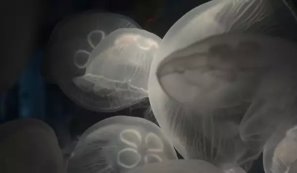  Медузите са забавни животни 