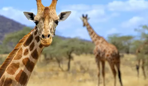  Какво значи, в случай че сънуваш жираф 