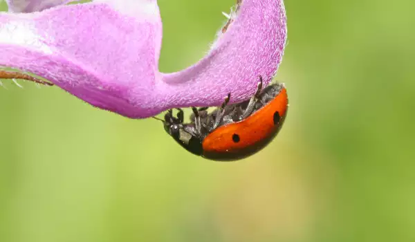 The Ladybug is a Spring Talisman