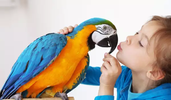  Как да помогнем на папагала да проговори 