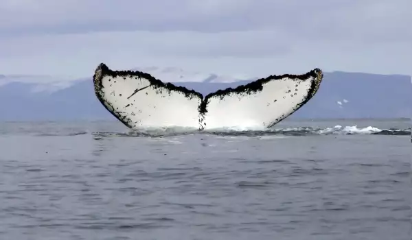 Гренландските китове се отличават от другите китове