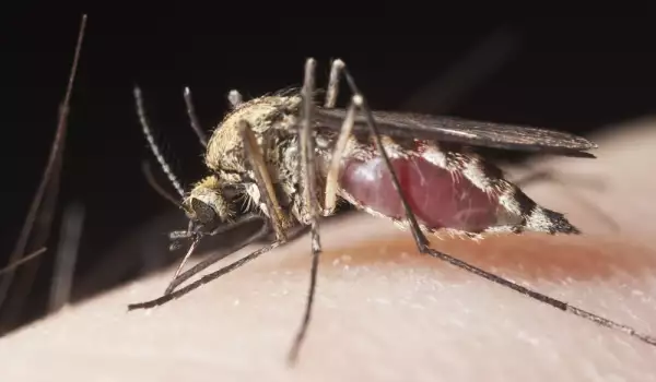 Малариен комар