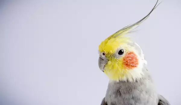  Как да осигурите безвредна среда за папагала 