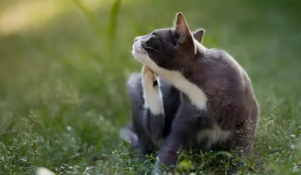 котка с бълхи се чеше