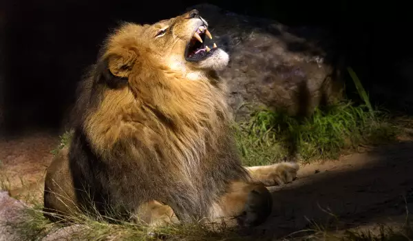  значение на талисмана лъв 