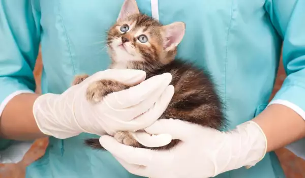  Лечение на коте с простуда 