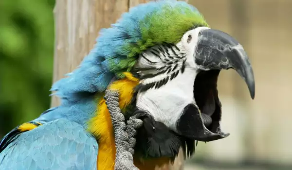 Болен папагал