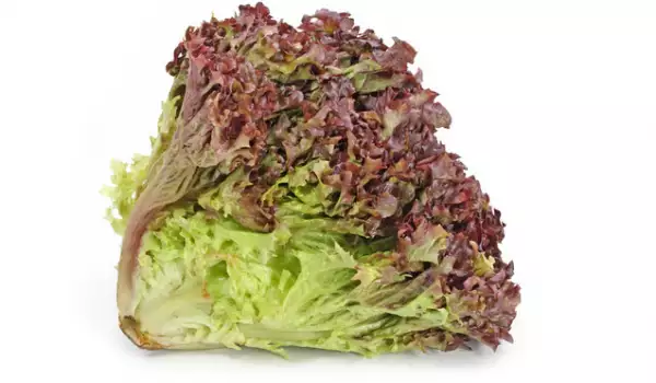 Green lettuce