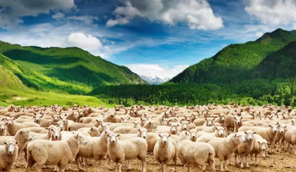 Отглеждане на овце