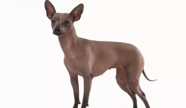 Магически кучета: Мексиканско голо куче