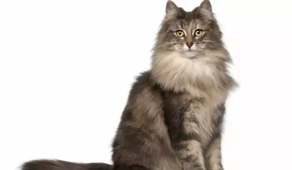 Магически котки: Норвежка горска котка