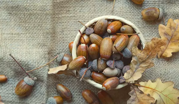 Acorns for luck