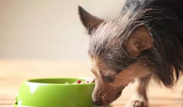  Могат ли кучетата да ядат карфиол? 