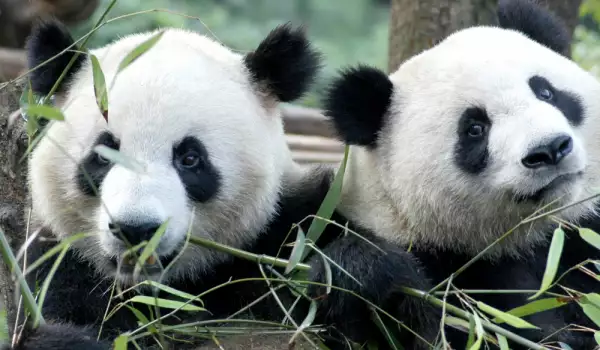 Особености на голямата панда