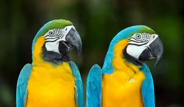 Папагал ара