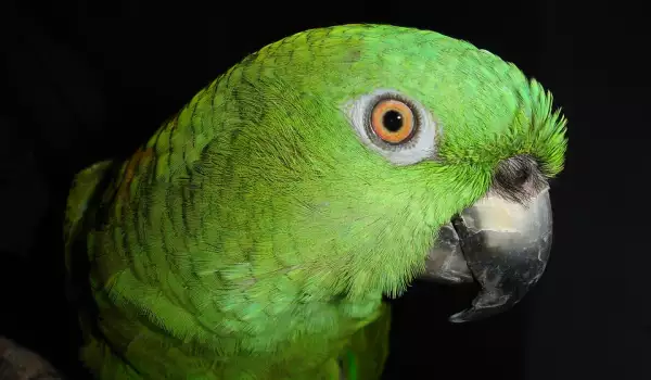 Папагалче от вида Амазона