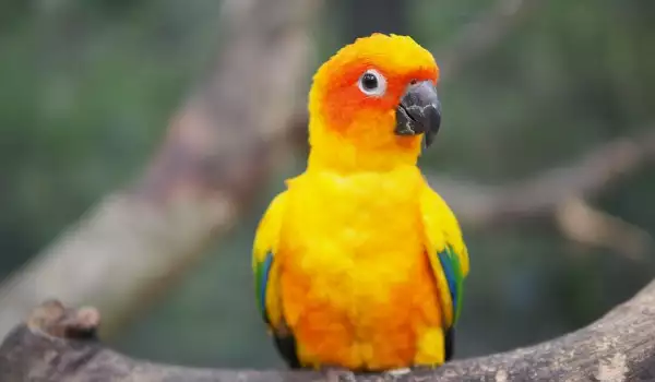 Жълт папагал