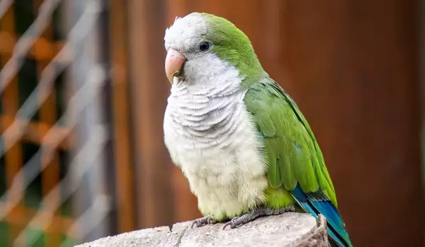  Стар папагал 
