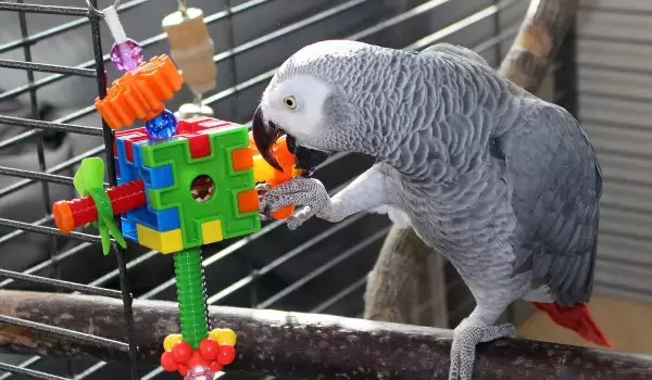 Правилните грижи за по-възрастен папагал