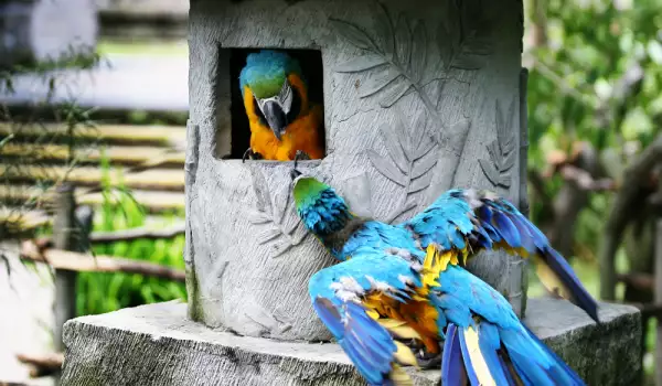  Къщичка за папагал 
