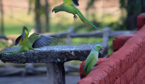Защо папагалите се бият?