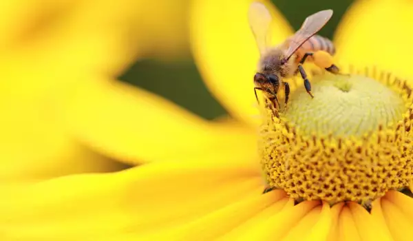  Световния ден на пчелите 