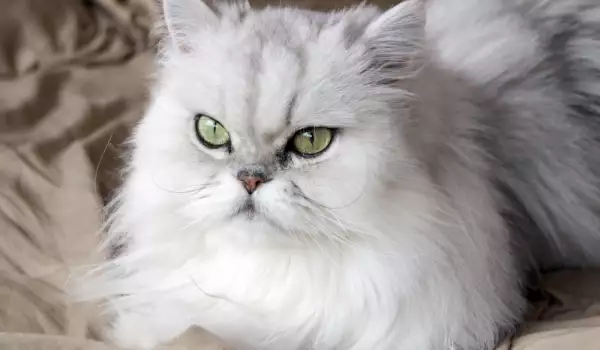 Бяла персийска котка