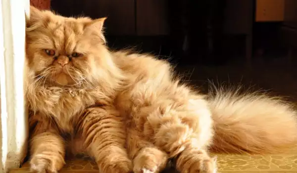 Персийската котка е древна порода