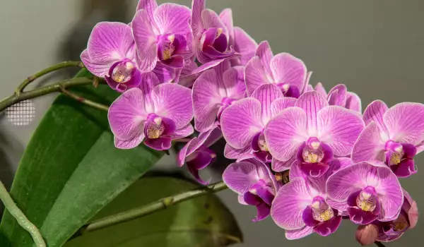 Съживяване на орхидеята