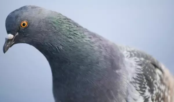  Кои породи гълъби се отглеждат най-лесно от начинаещи 