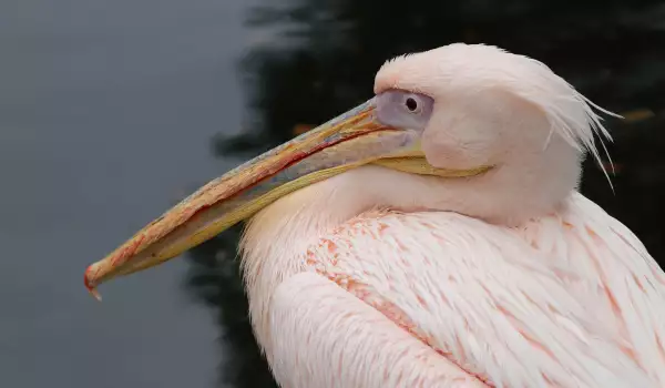  Розов пеликан в Сребърна 