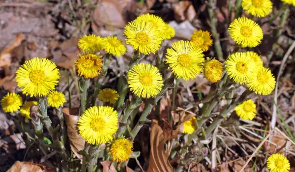 Подбел, tussilago farfara