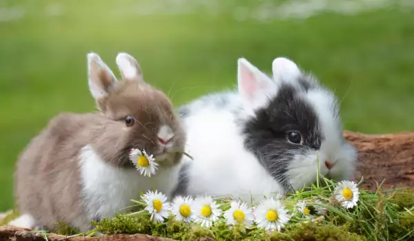  Зайци породи 