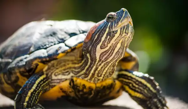  Колко години живеят червенобузите костенурки? 