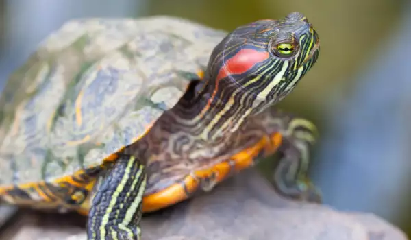 Колко години живеят червенобузите костенурки?
